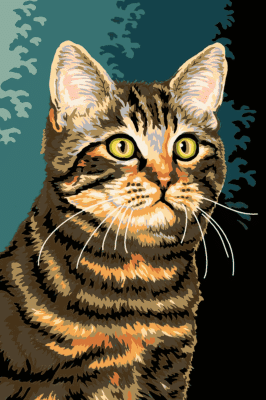 Katzenporträt-Serie: Cirmi