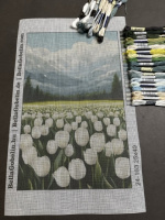 Weiße Tulpen